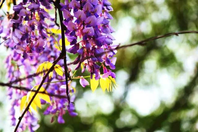 太阳成集团tyc7111cc