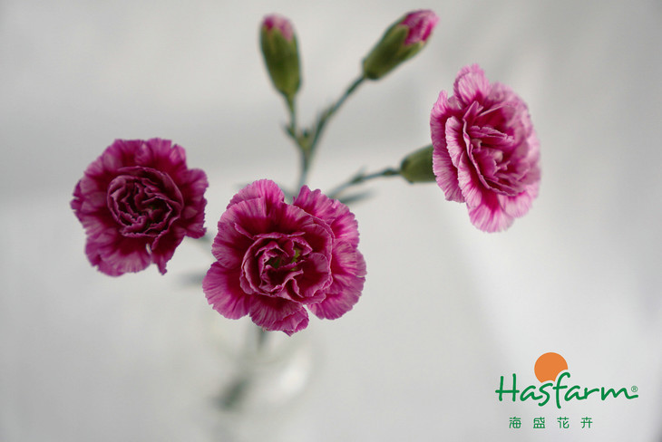 太阳成集团tyc7111cc